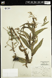 Persicaria lapathifolia image