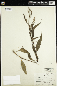 Persicaria lapathifolia image