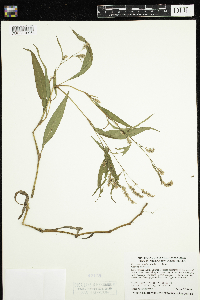 Persicaria lapathifolia image