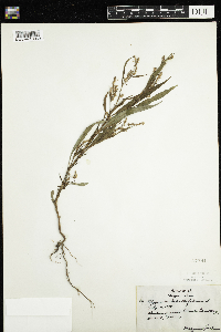 Persicaria lapathifolia image