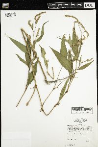 Persicaria lapathifolia image