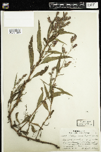 Persicaria lapathifolia image