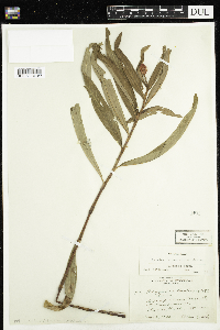 Persicaria amphibia image