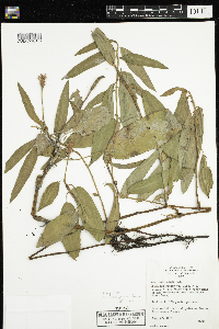 Persicaria amphibia image