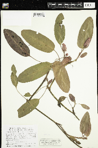 Persicaria amphibia image