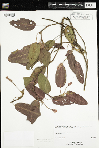 Persicaria amphibia image