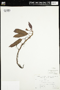 Persicaria amphibia image