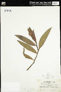 Persicaria amphibia image