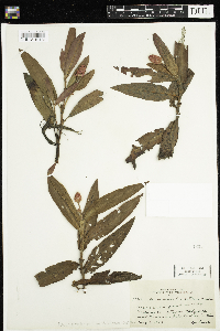 Persicaria amphibia image