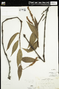 Persicaria amphibia image