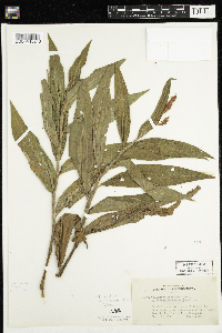 Persicaria amphibia image