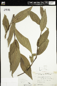 Persicaria amphibia image