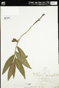 Persicaria amphibia image