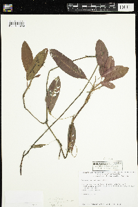 Persicaria amphibia image