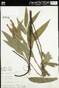 Persicaria amphibia image