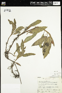 Persicaria amphibia image