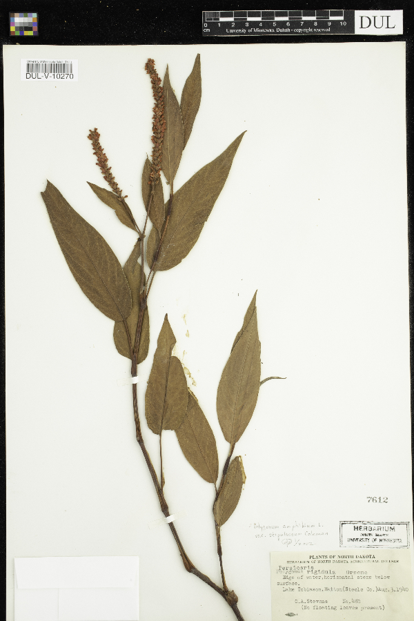 Persicaria rigidula image