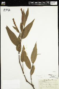 Image of Persicaria rigidula