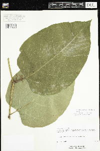 Fallopia x bohemica image