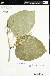 Fallopia x bohemica image