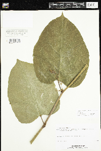 Fallopia x bohemica image