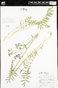 Polemonium occidentale image