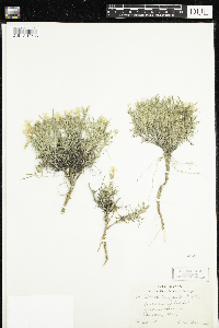 Image of Phlox longifolia