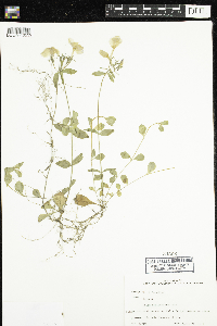 Image of Phlox stolonifera