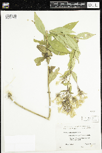 Image of Phlox paniculata