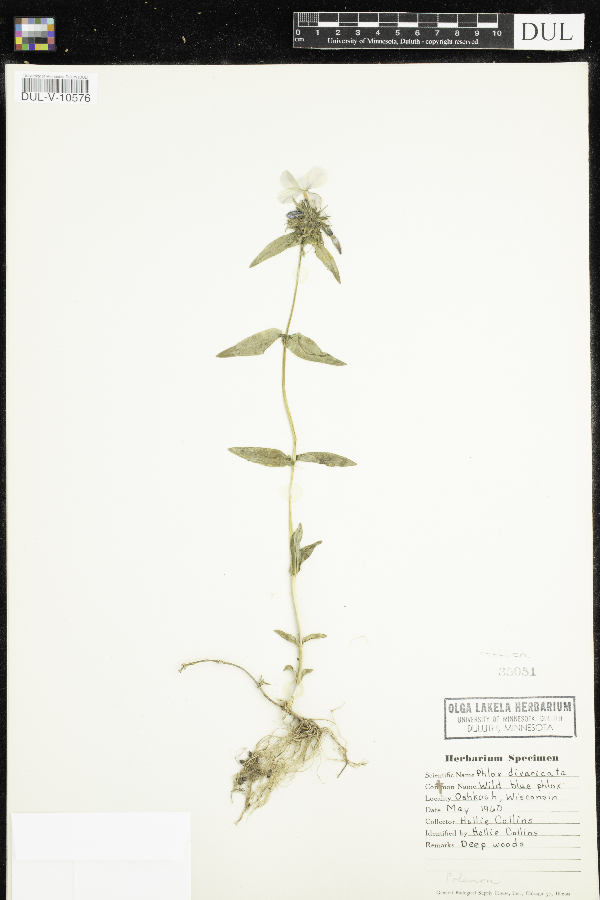 Phlox divaricata image