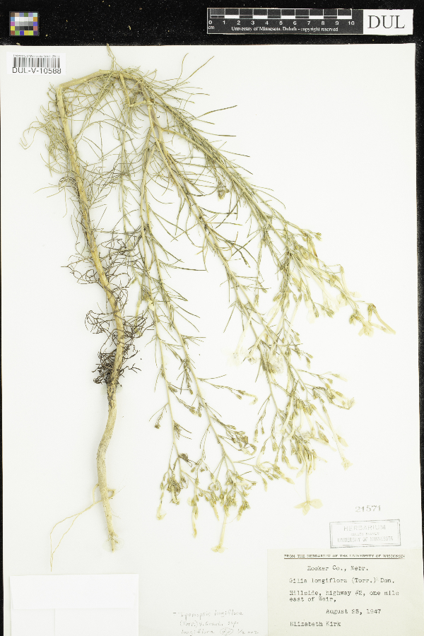 Ipomopsis longiflora subsp. longiflora image
