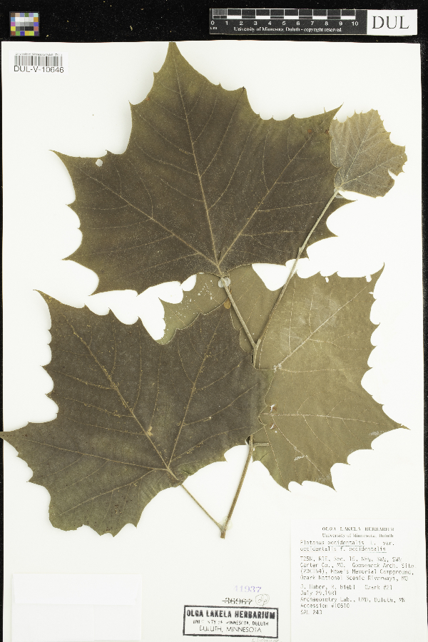Platanus occidentalis f. occidentalis image