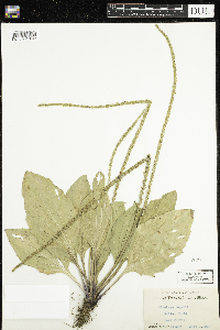 Plantago rugelii image