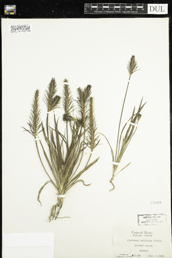 Plantago aristata image