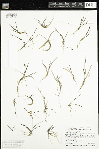 Littorella uniflora image