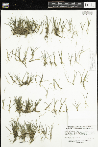 Littorella uniflora image