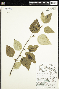 Populus balsamifera image