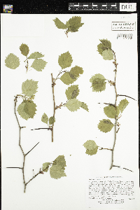 Crataegus chrysocarpa image