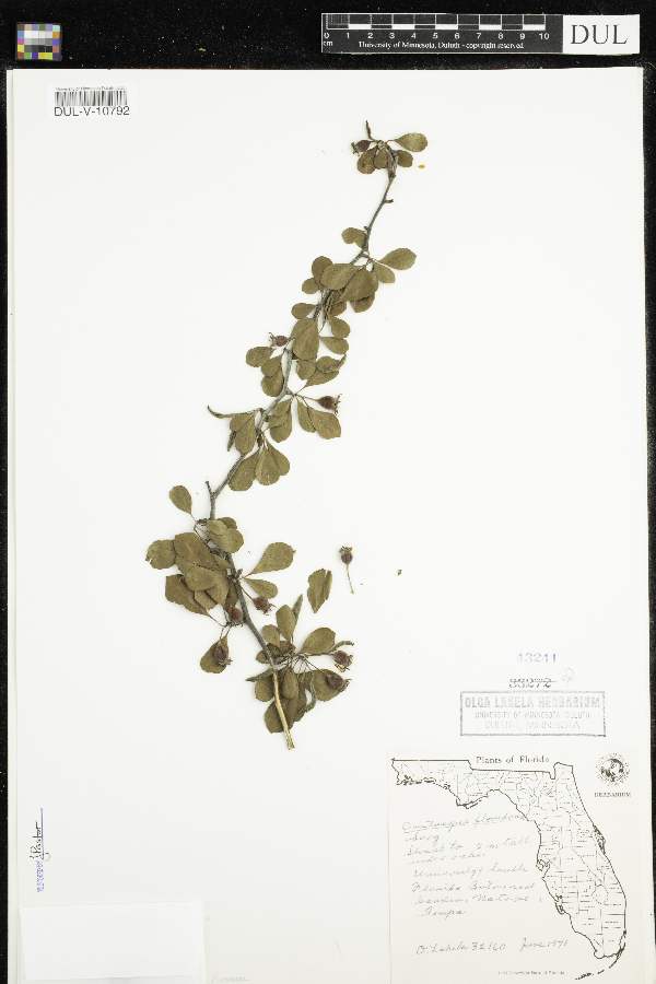 Crataegus floridana image