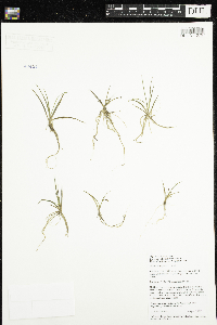 Littorella uniflora image