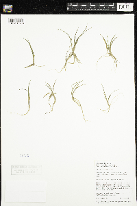 Littorella uniflora image