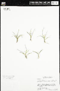 Littorella uniflora image