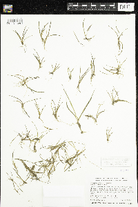 Littorella uniflora image