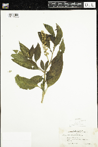 Phytolacca americana image