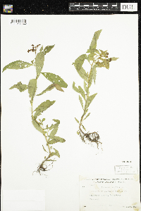 Penthorum sedoides image