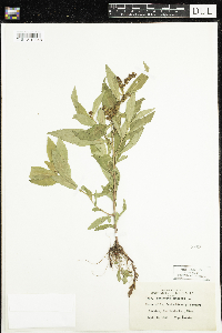 Penthorum sedoides image