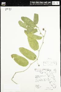 Image of Passiflora multiflora
