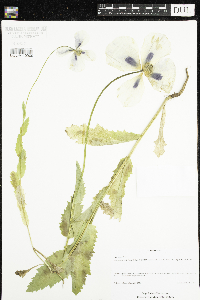 Papaver somniferum image