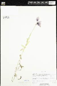 Papaver somniferum image