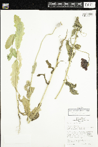 Papaver somniferum image